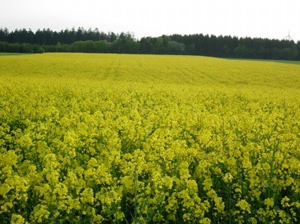 Agrarbetrieb und Ölmühle Willig Agrarbetrieb und Ölmühle Willig