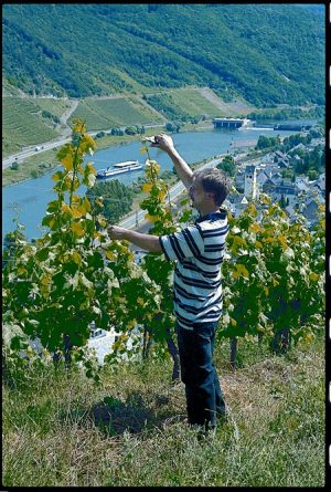 Bio-Terrassen-Weingut Weber